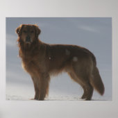 GOLDEN RETRIEVER POSTER (Voorkant)