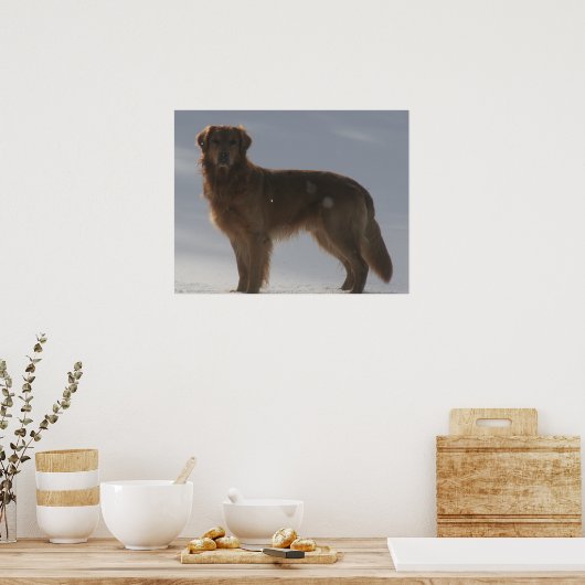 GOLDEN RETRIEVER POSTER (Keuken)