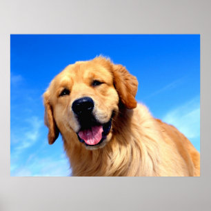 Golden Retriever Poster