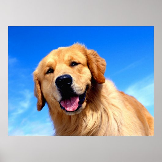 Golden Retriever Poster (Voorkant)