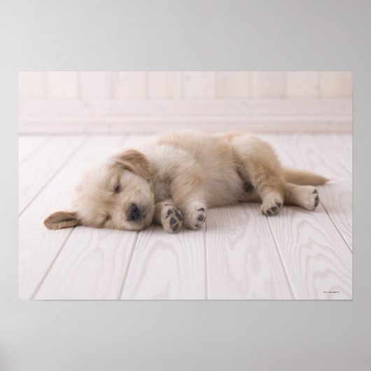 Golden Retriever Poster (Voorkant)