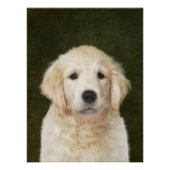 Golden Retriever Poster (Voorkant)