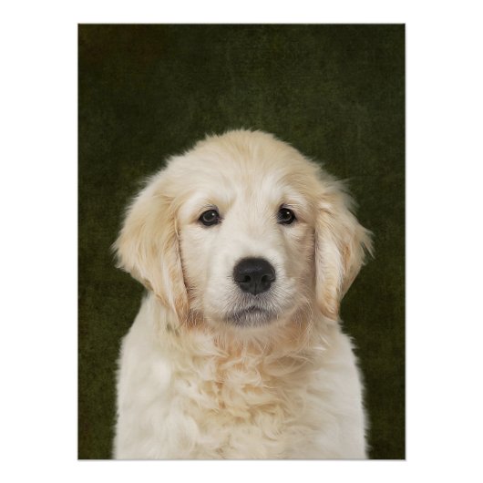 Golden Retriever Poster (Voorkant)