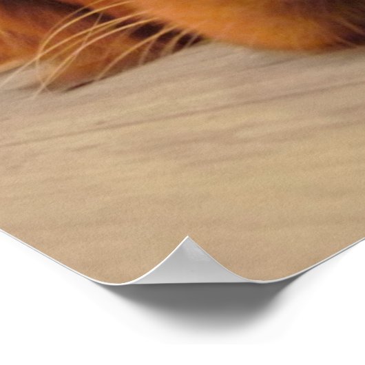 Golden Retriever Poster, Nose Poster (Hoek)