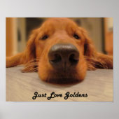 Golden Retriever Poster, Nose Poster (Voorkant)