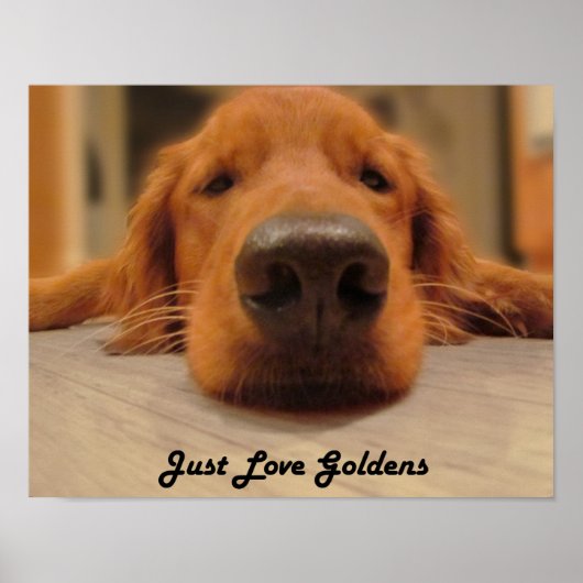 Golden Retriever Poster, Nose Poster (Voorkant)