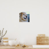 Golden Retriever Posters (Keuken)