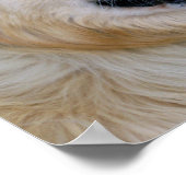 Golden Retriever Posters (Hoek)