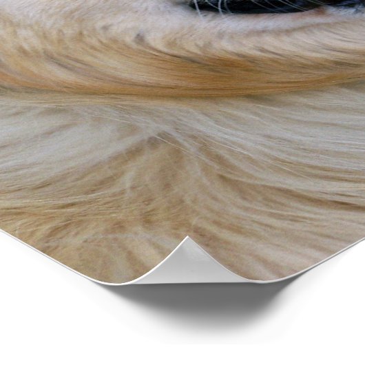 Golden Retriever Posters (Hoek)