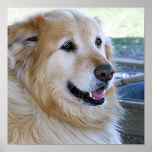 Golden Retriever Posters (Voorkant)