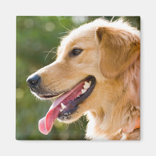Golden Retriever profiel met tongen uit Magneet