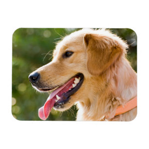 Golden Retriever profiel met tongen uit Magneet