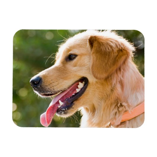 Golden Retriever profiel met tongen uit Magneet (Horizontaal)