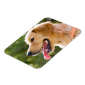 Golden Retriever profiel met tongen uit Magneet (Linkerzijde)