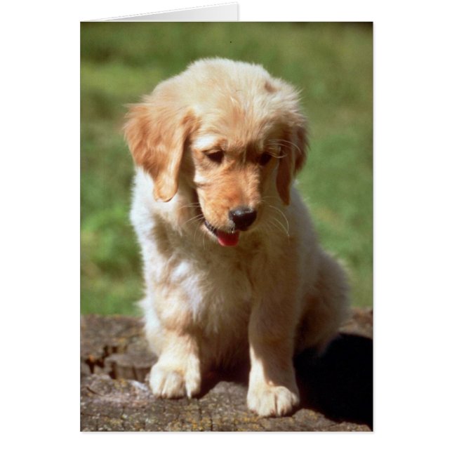 Golden Retriever pup (Voorkant)