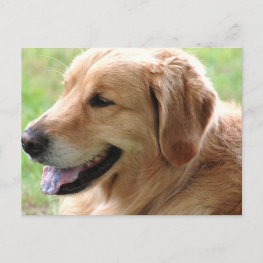 Golden Retriever Pup Briefkaart (Voorkant)