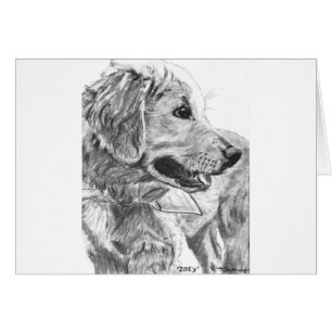 Golden Retriever Pup Drawing