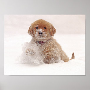 Golden Retriever Pup in sneeuw Poster