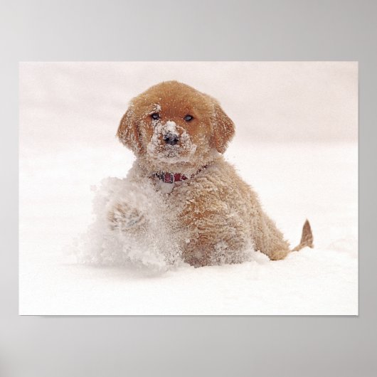 Golden Retriever Pup in sneeuw Poster (Voorkant)