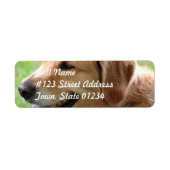 Golden Retriever Pup Mailing Labels (Voorkant)