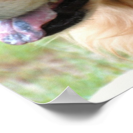 Golden Retriever Pup Poster Print (Hoek)