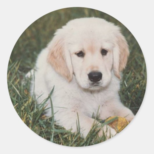 Golden Retriever Pup Sticker (Voorkant)