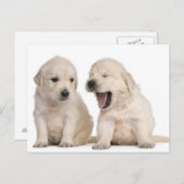 Golden Retriever puppies (4 weken oud) Briefkaart (Voorkant / Achterkant)