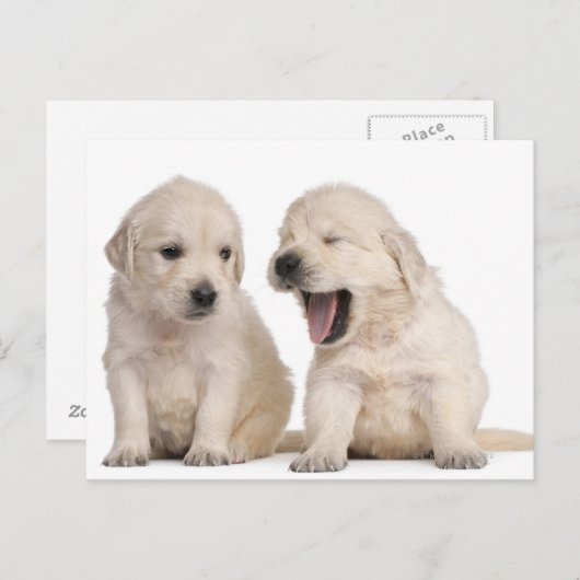 Golden Retriever puppies (4 weken oud) Briefkaart (Voorkant / Achterkant)
