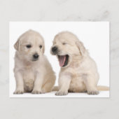 Golden Retriever puppies (4 weken oud) Briefkaart (Voorkant)