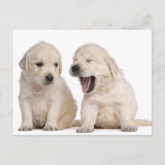 Golden Retriever puppies (4 weken oud) Briefkaart (Voorkant)