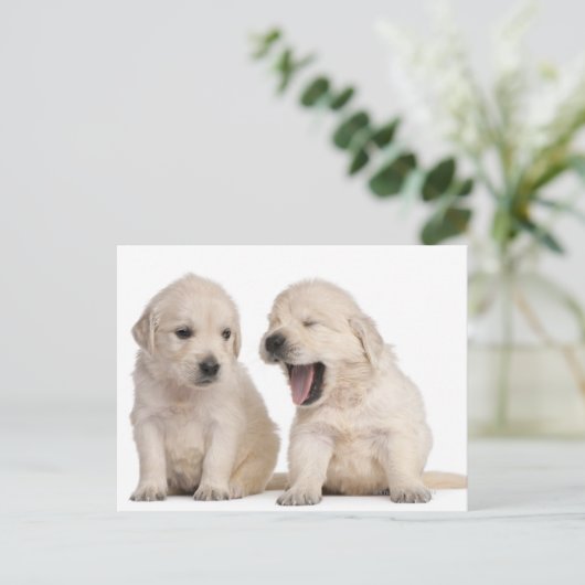 Golden Retriever puppies (4 weken oud) Briefkaart (Staand voorkant)