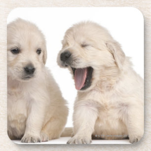 Golden Retriever puppies (4 weken oud) Drankjes Onderzetter