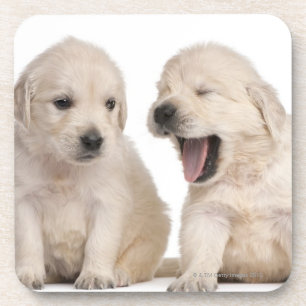 Golden Retriever puppies (4 weken oud) Drankjes Onderzetter