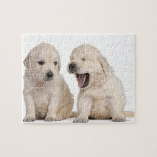 Golden Retriever puppies (4 weken oud) Legpuzzel