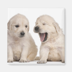 Golden Retriever puppies (4 weken oud) Magneet