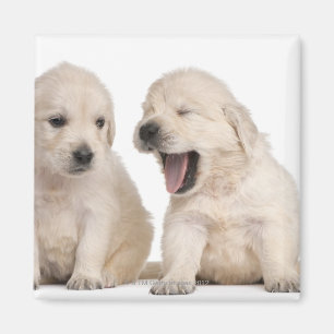 Golden Retriever puppies (4 weken oud) Magneet