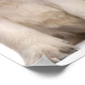 Golden Retriever puppies (4 weken oud) Poster (Hoek)