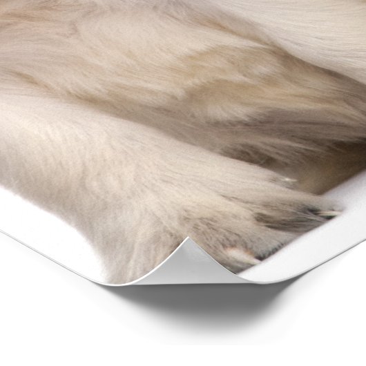 Golden Retriever puppies (4 weken oud) Poster (Hoek)