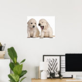 Golden Retriever puppies (4 weken oud) Poster (Thuiskantoor)