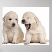 Golden Retriever puppies (4 weken oud) Poster (Voorkant)
