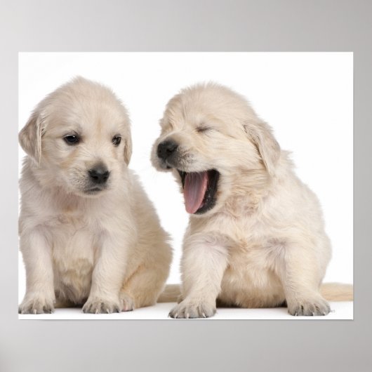 Golden Retriever puppies (4 weken oud) Poster (Voorkant)
