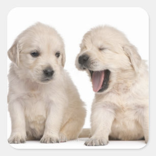 Golden Retriever puppies (4 weken oud) Vierkante Sticker