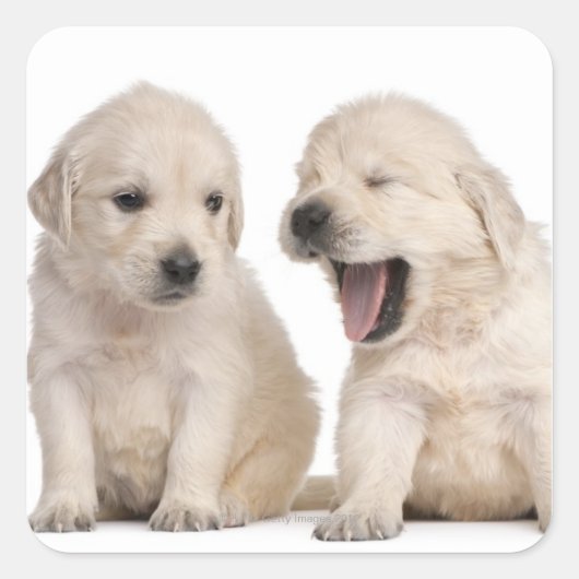 Golden Retriever puppies (4 weken oud) Vierkante Sticker (Voorkant)
