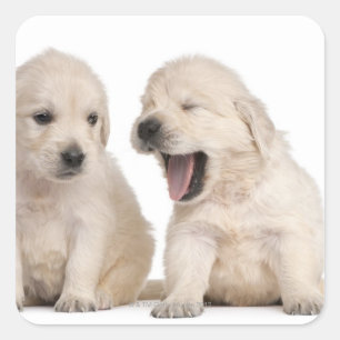 Golden Retriever puppies (4 weken oud) Vierkante Sticker