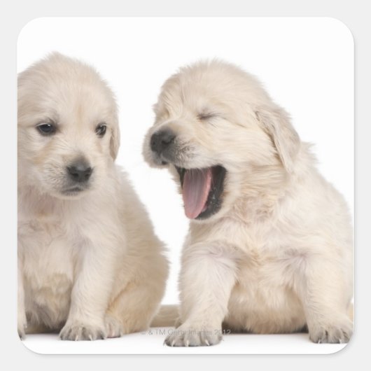Golden Retriever puppies (4 weken oud) Vierkante Sticker (Voorkant)