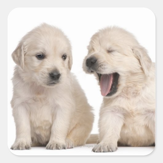 Golden Retriever puppies (4 weken oud) Vierkante Sticker (Voorkant)