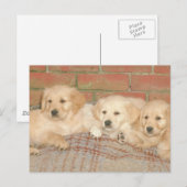 Golden Retriever Puppies Briefkaart (Voorkant / Achterkant)
