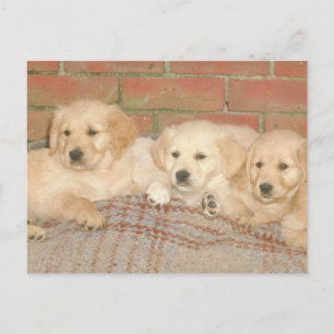 Golden Retriever Puppies Briefkaart