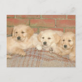 Golden Retriever Puppies Briefkaart (Voorkant)