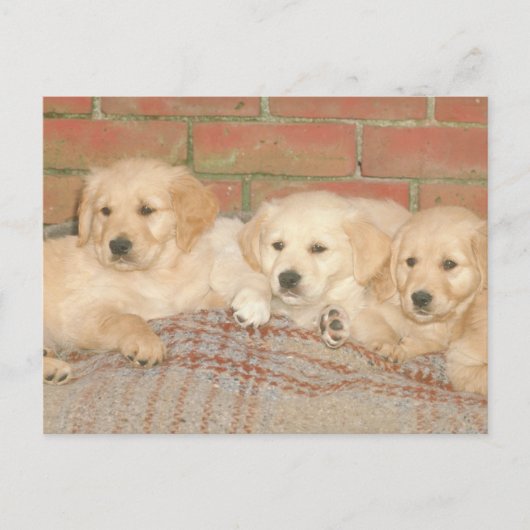 Golden Retriever Puppies Briefkaart (Voorkant)